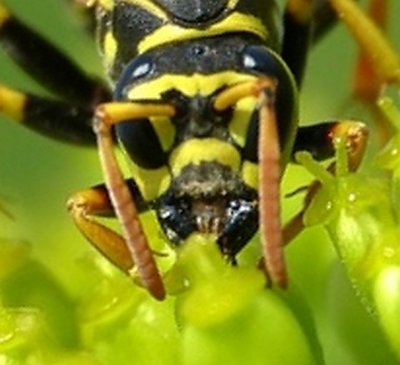 Polistes sulcifer, femmina, Vespidae.